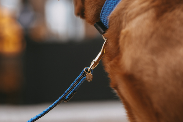 Obroża dla psa Kentucky Dogwear Plaited Nylon