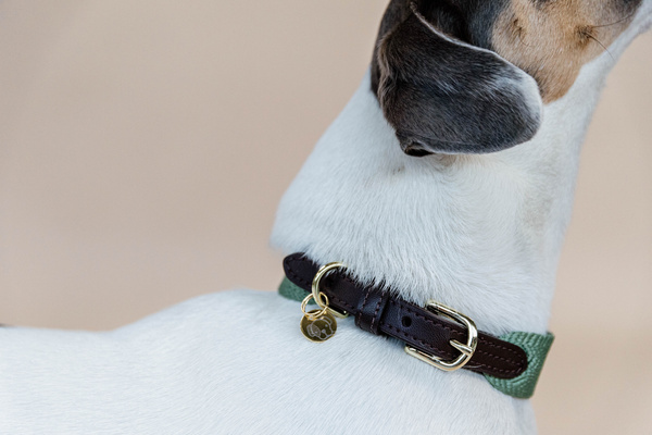 Obroża dla psa Kentucky Dogwear Jacquard