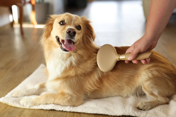 Szczotka do wyczesywania podszerstka Magic Brush