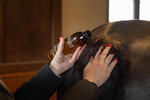 Serum wspierające porost grzywy i ogona dla koni Grooming Deluxe Mane, Tail & Hair Growth Serum