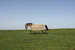 Derka siatkowa przeciw owadom z klapą na brzuch Kentucky Horsewear Fly Rug with Belly Cover Comfort