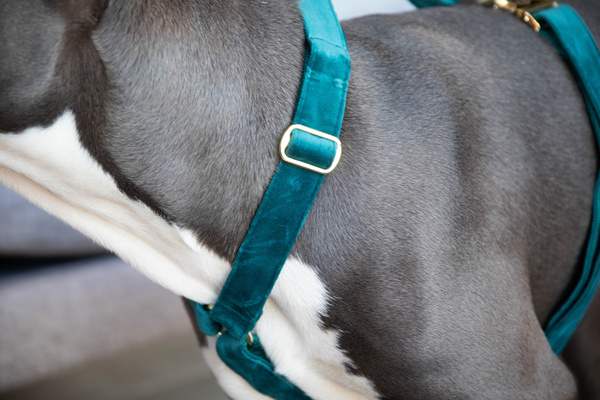 Szelki dla psa Kentucky Dogwear Loop Velvet