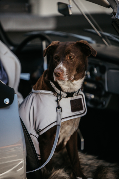 Obroża dla psa Kentucky Dogwear Reflective