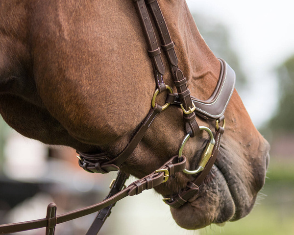 Ogłowie anatomiczne QHP Devi