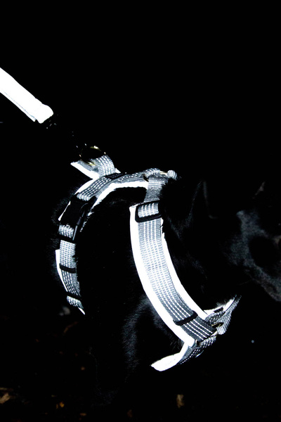 Szelki dla psa Kentucky Dogwear Active Reflective