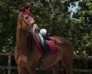 Czaprak ujeżdżeniowy QHP Florence