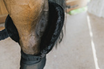 Podkładki pod owijki z ochroną stawu skokowego Kentucky Horsewear Transport Stable Bandage Pad with Hock Protection