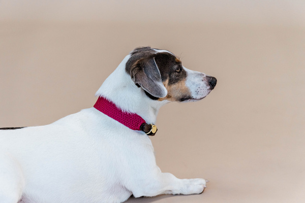 Obroża dla psa Kentucky Dogwear Jacquard