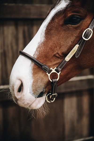 Kantar pielęgnacyjny ze skóry syntetycznej Kentucky Horsewear Leather Grooming Halter