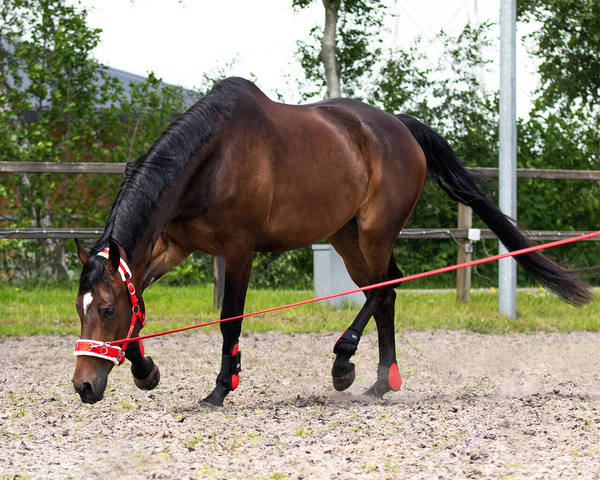 Kawecan nylonowy z futrem QHP