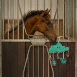 Zabawka do boksu QHP Horse Toy Novy