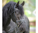 Ogłowie z nachrapnikiem kombinowanym Kavalkade Juliana