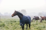 Derka padokowa Kentucky Horsewear Comfort 200g
