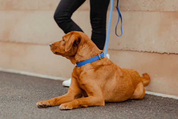 Obroża dla psa Kentucky Dogwear Plaited Nylon