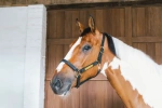 Kantar ze skóry syntetycznej Kentucky Horsewear Leather Halter Wellington