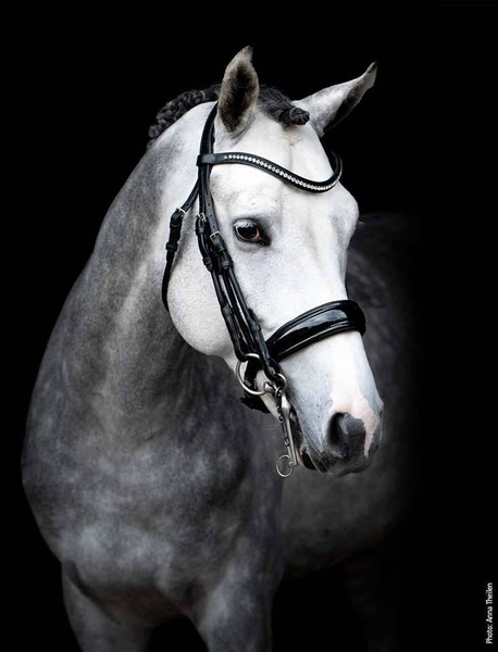 Ogłowie munsztukowe z nachrapnikiem szwedzkim Schockemöhle Sportse Venice