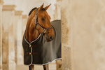 Derka osuszająca Kentucky Horsewear Show Vegan Wool