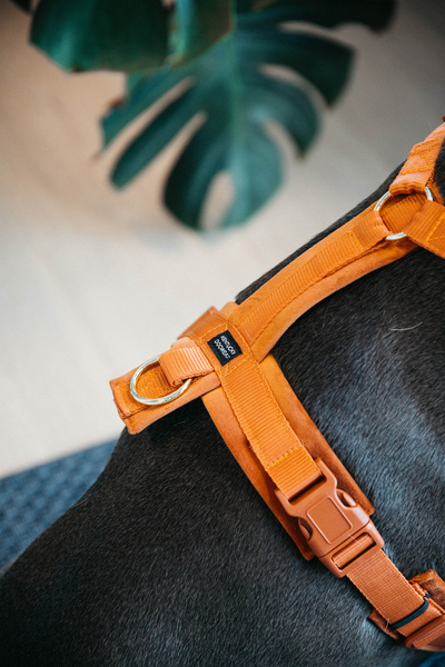 Szelki dla psa Kentucky Dogwear Active Velvet