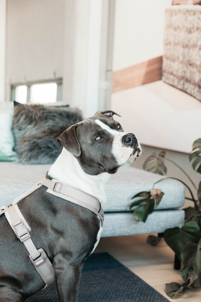 Szelki dla psa Kentucky Dogwear Active Velvet