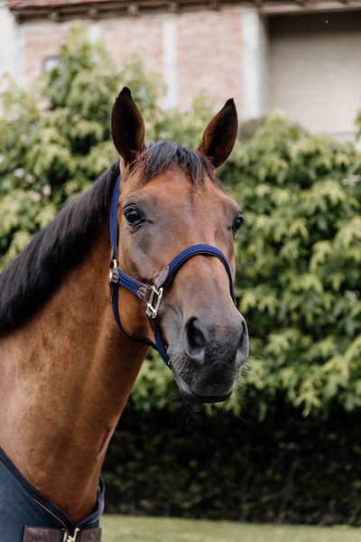 Kantar dla konia Kentucky Horsewear Plaited Nylon