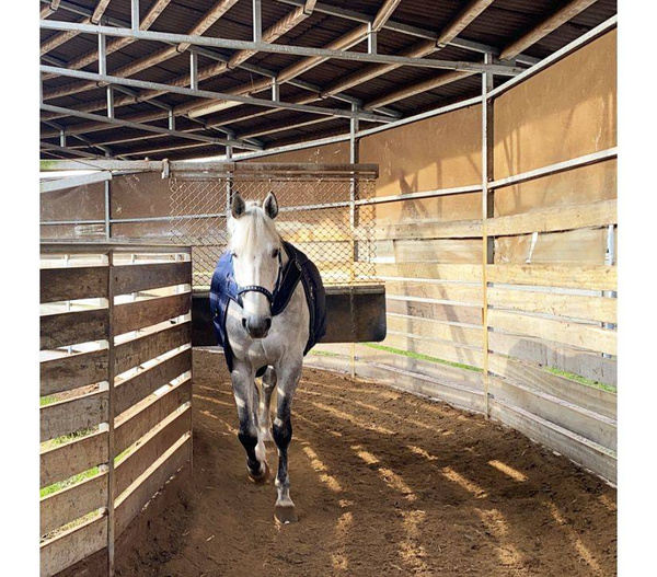 Derka stajenna i do karuzeli Kavalkade Halifax 2in1 400g