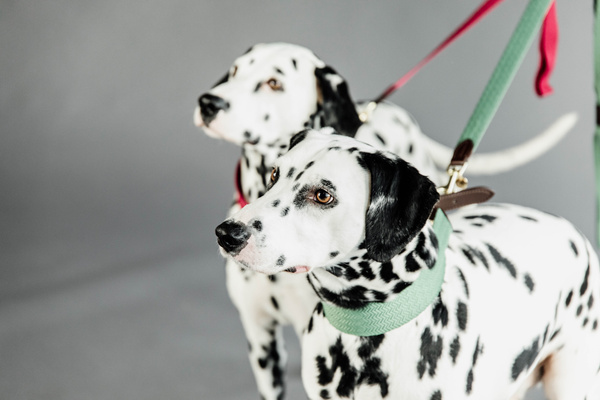 Smycz dla psa Kentucky Dogwear Jacquard - 140 cm