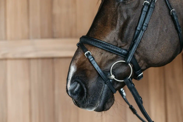 Ogłowie z nachrapnikiem kombinowanym Dy'on New English Collection NEAOAK