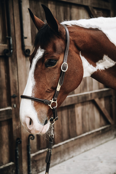 Kantar pielęgnacyjny ze skóry syntetycznej Kentucky Horsewear Leather Grooming Halter