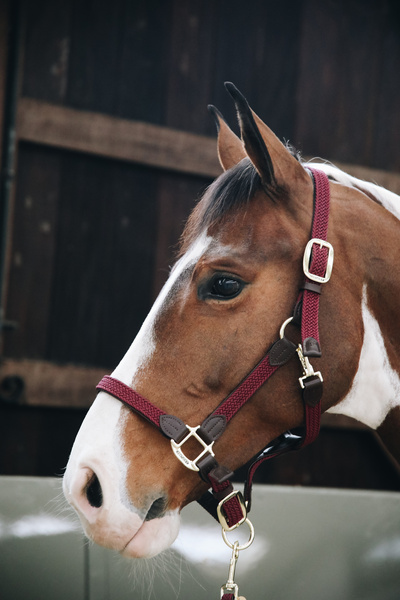 Kantar dla konia Kentucky Horsewear Plaited Nylon