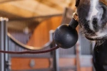 Kula ochronna do uwiązu Kentucky Horsewear