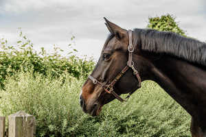 Kantar pielęgnacyjny ze skóry syntetycznej Kentucky Horsewear Leather Halter Flexible