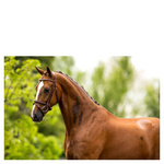 Ogłowie z nachrapnikiem kombinowanym BR Cheltenham