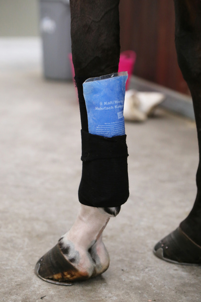 Skarpeta chroniąca przed obtarciami, zabrudzeniami i infekcjami Kentucky Horsewear Tendon Grip Sock