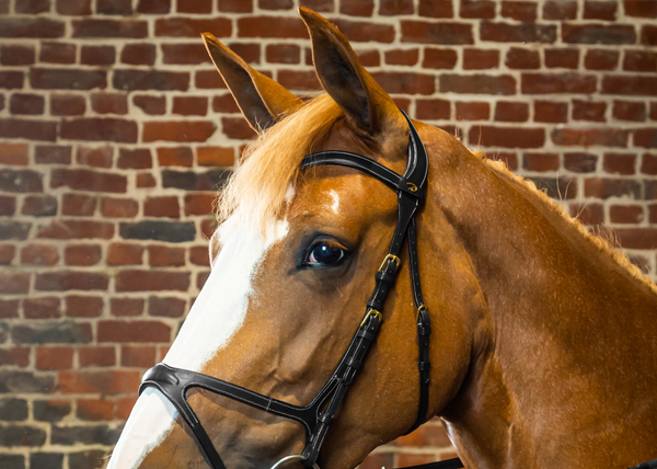 Paski do ogłowia X-Fit Dy'on D Collection DY03C