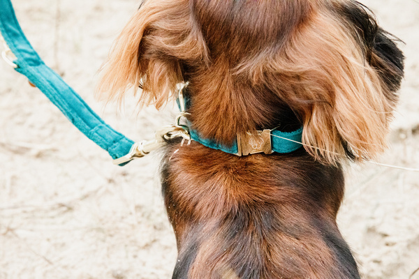 Obroża dla psa Kentucky Dogwear Velvet