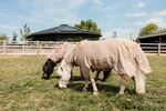 Derka siatkowa przeciw owadom z kapturem dla kucyków Kentucky Horsewear Mesh Fly Rug Comfort