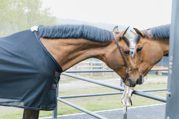 Derka siatkowa przeciw owadom Kentucky Horsewear Mesh Fly Sheet
