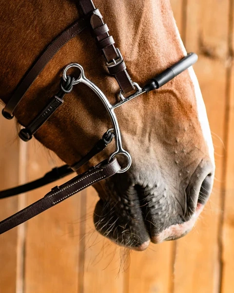 Hackamore Fager Hector