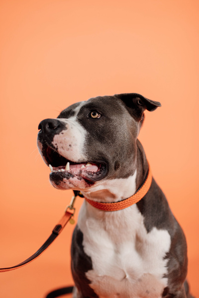 Obroża dla psa Kentucky Dogwear Plaited Nylon