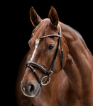 Ogłowie z nachrapnikiem angielskim Waldhausen X-Line Clincher