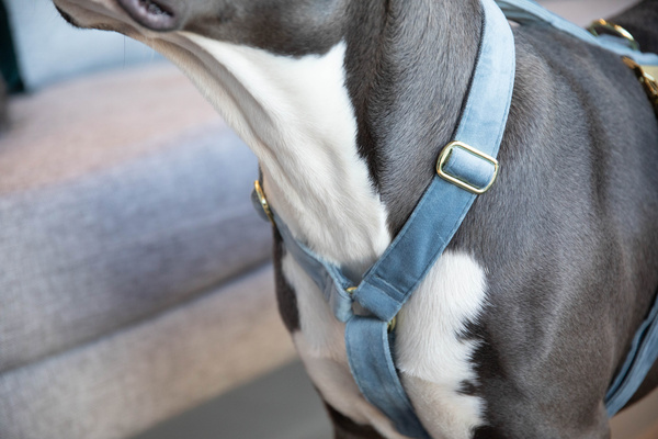 Szelki dla psa Kentucky Dogwear Loop Velvet