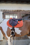 Czaprak wszechstronny Kentucky Horsewear Melange