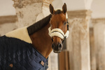 Derka stajenna Kentucky Horsewear Comfort 200g