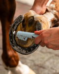 Zestaw do czyszczenia konia QHP Stable buddy
