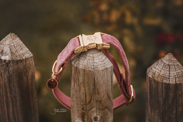 Obroża dla psa Kentucky Dogwear Velvet