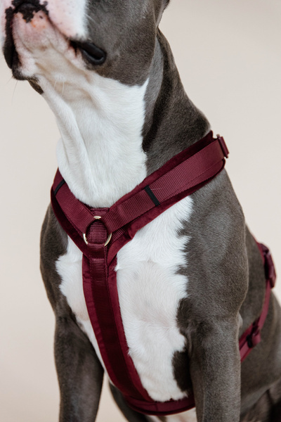 Szelki dla psa Kentucky Dogwear Active Velvet