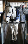 Derka treningowa do karuzeli i lonżowania Kentucky Horsewear Walker Rug 160g