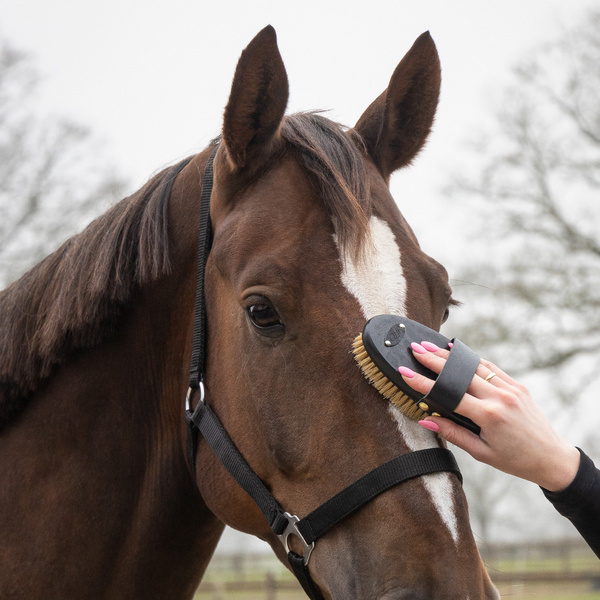 Zestaw do czyszczenia konia QHP Royal