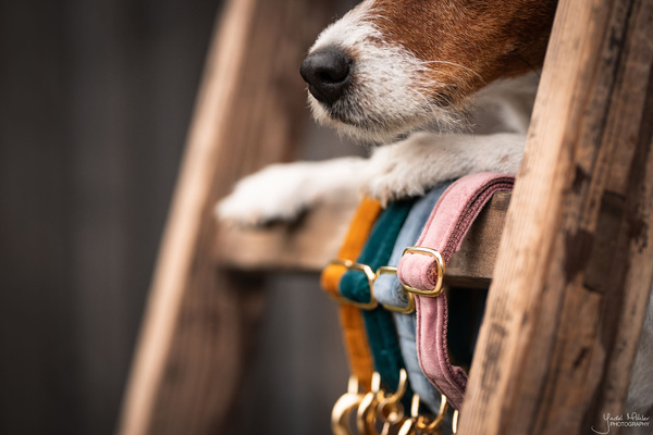 Obroża dla psa Kentucky Dogwear Velvet