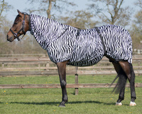 zebra